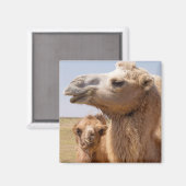 Bactrian Camel Portrait Magneet (Voorkant / Achterkant)