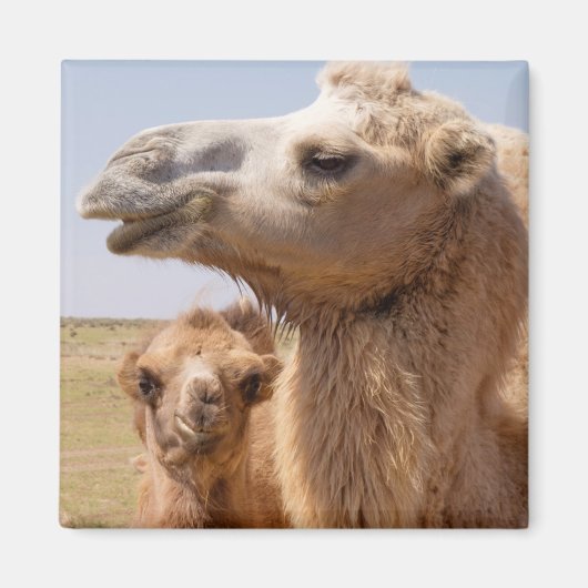 Bactrian Camel Portrait Magneet (Voorkant)