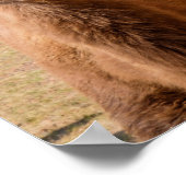 Bactrian Camel Portrait Poster (Hoek)