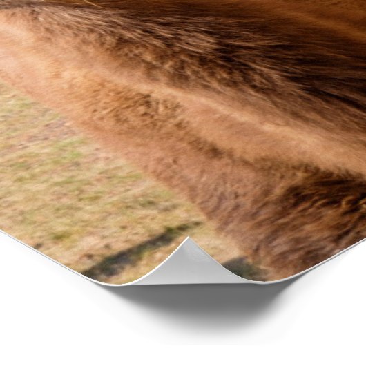 Bactrian Camel Portrait Poster (Hoek)