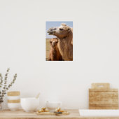 Bactrian Camel Portrait Poster (Keuken)