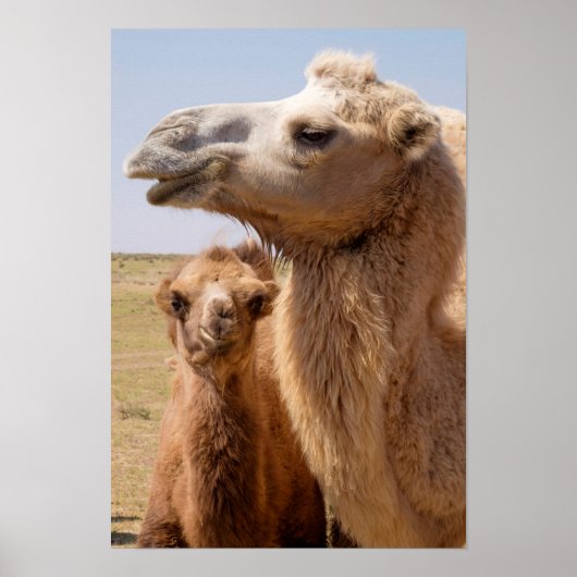 Bactrian Camel Portrait Poster (Voorkant)