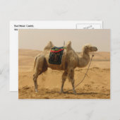 Bactrische kameel Mongolië Briefkaart (Voorkant / Achterkant)