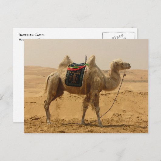 Bactrische kameel Mongolië Briefkaart (Voorkant / Achterkant)