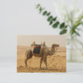 Bactrische kameel Mongolië Briefkaart (Staand voorkant)