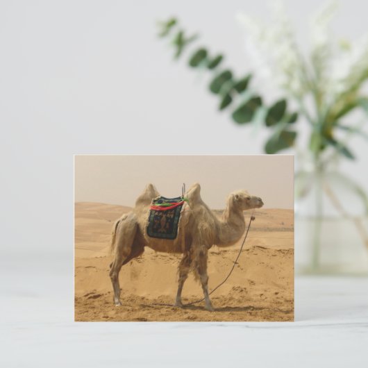 Bactrische kameel Mongolië Briefkaart (Staand voorkant)
