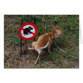 Bad Chihuahua Puppy (Voorkant Horizontaal)