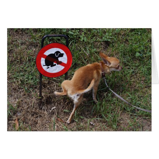 Bad Chihuahua Puppy (Voorkant Horizontaal)