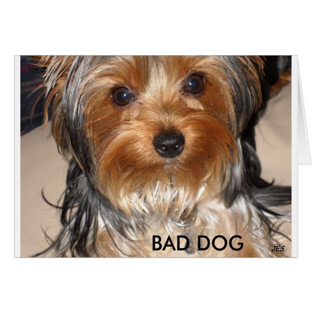 Bad Dog (Voorkant Horizontaal)