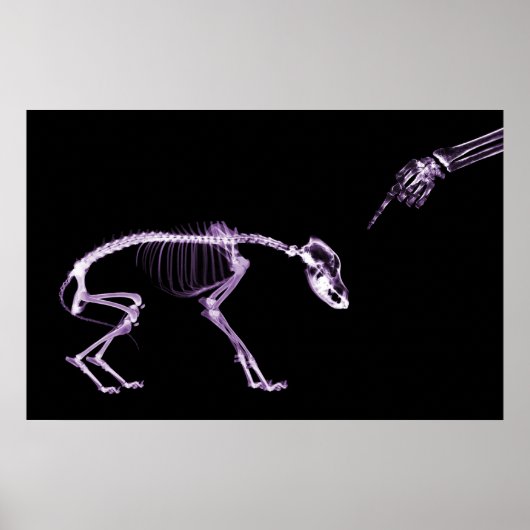 Bad Dog Xray Skeleton Black Paars Poster (Voorkant)