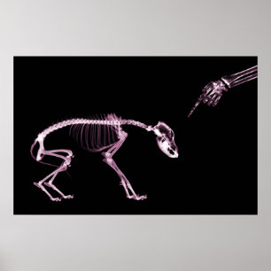 Bad Dog Xray Skeleton Black Pink Poster