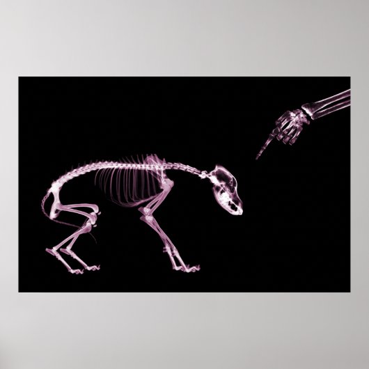 Bad Dog Xray Skeleton Black Pink Poster (Voorkant)