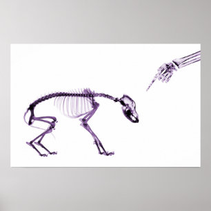 Bad Dog Xray Skeleton White Paars Poster