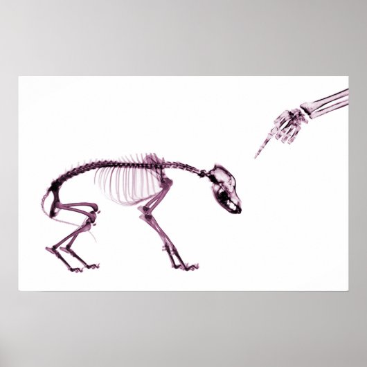 Bad Dog Xray Skeleton White Pink Poster (Voorkant)