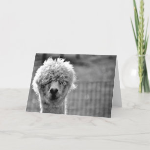 Bad Hair Day - Alpaca Kaart