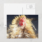 Bad Hair Day Briefkaart (Voorkant / Achterkant)