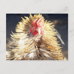 Bad Hair Day Briefkaart