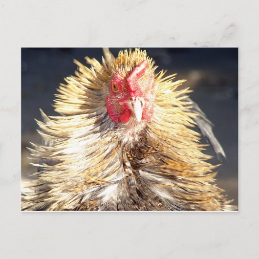 Bad Hair Day Briefkaart (Voorkant)