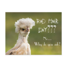 Bad Hair Day Chicken