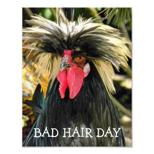Bad Hair Day Chicken Meme Foto Afdruk (Voorkant)