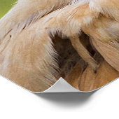 Bad Hair Day Chicken Poster (Hoek)