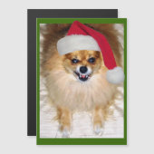 Bad Santa Pomeranian Chihuahua Kerstmis (Voorkant / Achterkant)