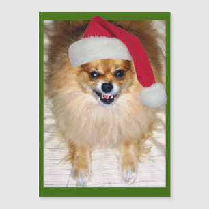 Bad Santa Pomeranian Chihuahua Kerstmis