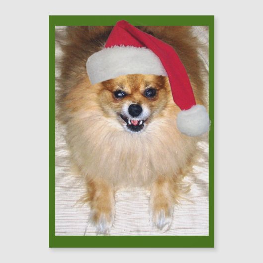 Bad Santa Pomeranian Chihuahua Kerstmis (Voorkant)
