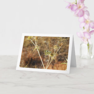 Bad witte vlinder, Pontia Daplidice Kaart