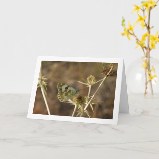 Bad witte vlinder, Pontia Daplidice Kaart (Gele Bloem)