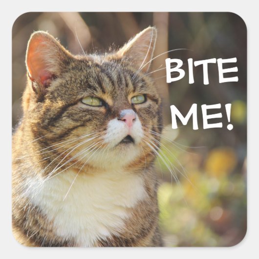 Badass Cats - "BITE ME!" Vierkante Sticker (Voorkant)