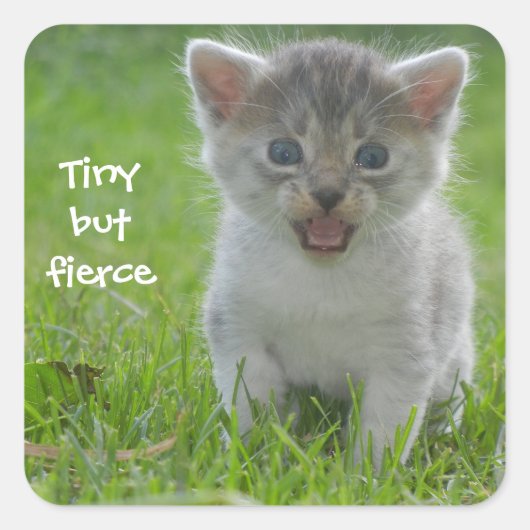 Badass Cats - "Tiny but Fierce" Vierkante Sticker (Voorkant)