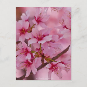 Badend in Roze Japanse Kersenbloesem Briefkaart