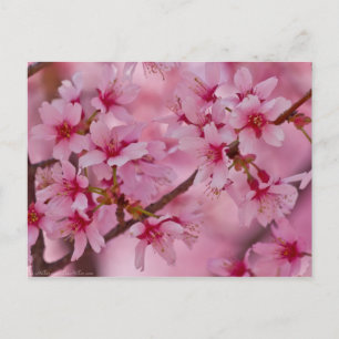 Badend in Roze Japanse Kersenbloesem Briefkaart