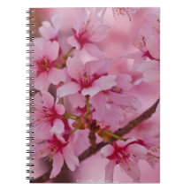 Badend in Roze Japanse Kersenbloesem