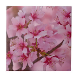 Badend in Roze Japanse Kersenbloesems Tegeltje