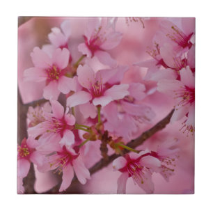 Badend in Roze Japanse Kersenbloesems Tegeltje