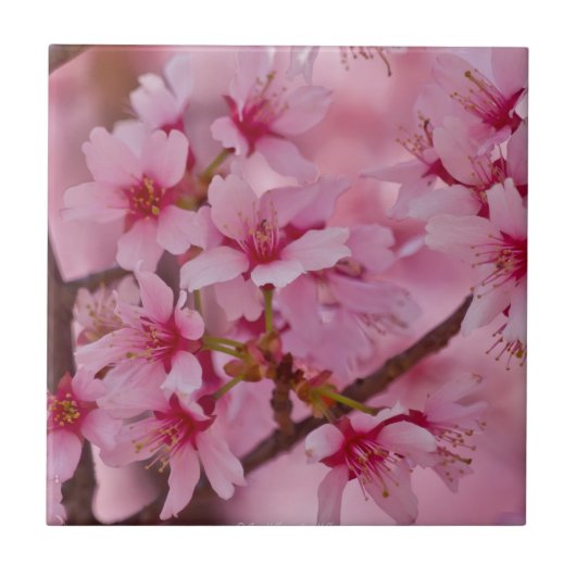 Badend in Roze Japanse Kersenbloesems Tegeltje (Voorkant)