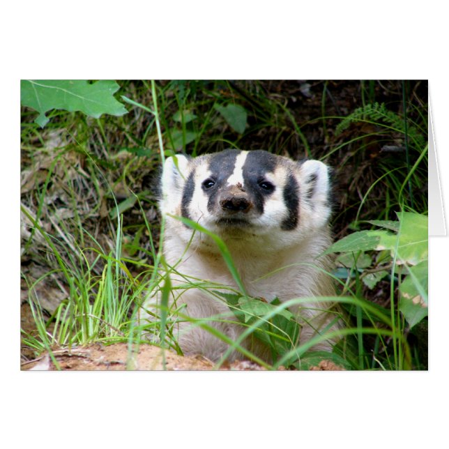 badger (Voorkant Horizontaal)