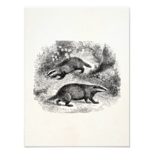  Badger 1800s Illustratie Badgers Foto Afdruk