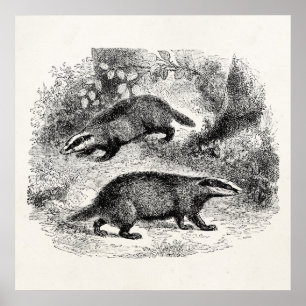  Badger 1800s Illustratie Badgers Poster
