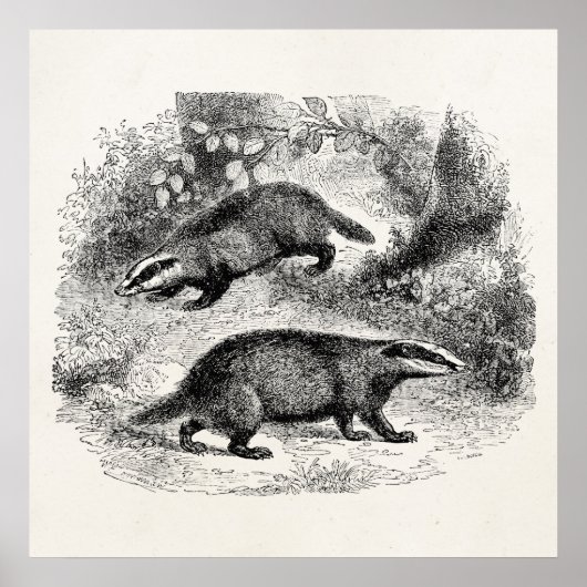  Badger 1800s Illustratie Badgers Poster (Voorkant)
