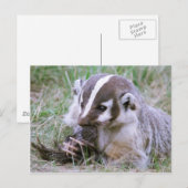 Badger Briefkaart (Voorkant / Achterkant)