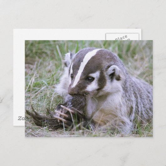 Badger Briefkaart (Voorkant / Achterkant)