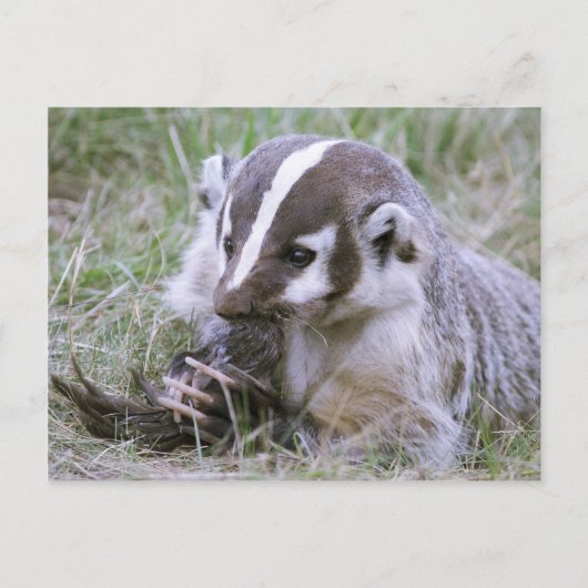 Badger Briefkaart (Voorkant)