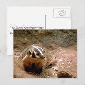 Badger Briefkaart (Voorkant / Achterkant)