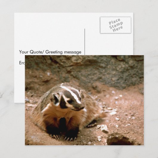 Badger Briefkaart (Voorkant / Achterkant)