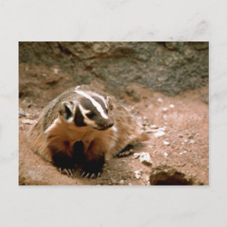 Badger Briefkaart