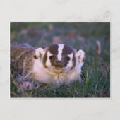 Badger Briefkaart (Voorkant)