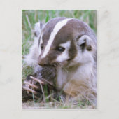Badger Briefkaart (Voorkant)